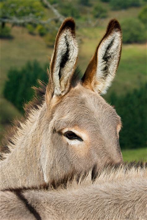 Donkey Animal Stock Photos Kimballstock