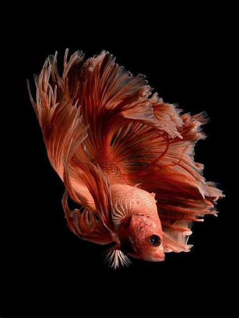 This Betta Fish Photography Is Anything But Basic