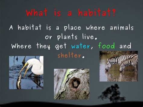 Animals Habitats
