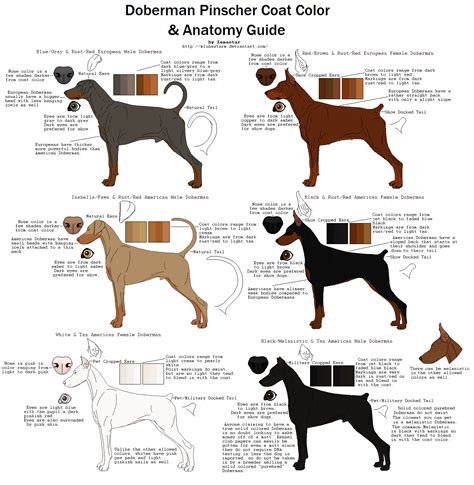 Doberman Pinscher Coat Color And Anatomy Guide Doberman Pinscher Dog