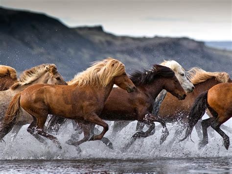 Iceland 24 Iceland Travel And Info Guide Icelandic Horses About