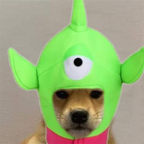 Pin De Stilly En Dog With Hat Perros Gatos Memes Divertidos
