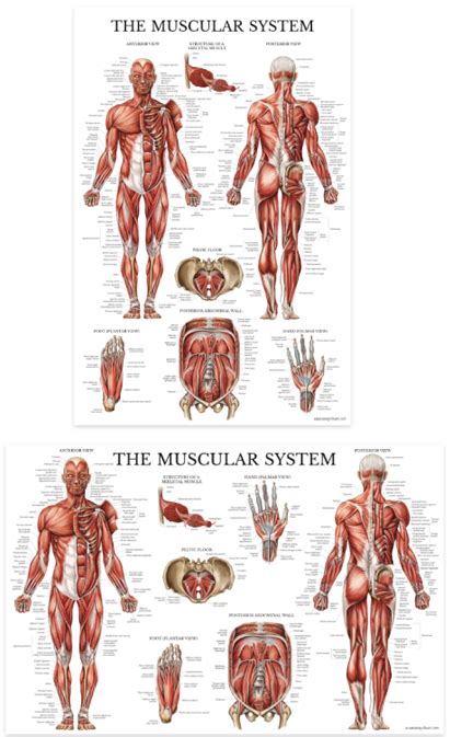 The Muscular System Anatomical Chart Palace Learning