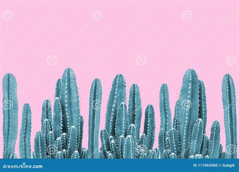Green Cactus On Pink Background Stock Photo Image Of Grow Concept