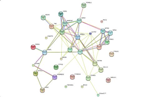 Genetic Interaction Network A Network Of 26 Identified Genes Annotated Download Scientific
