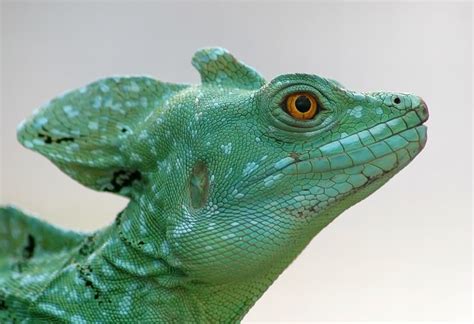 Real Basilisks Exist And Theyre Awesome Stemjobs