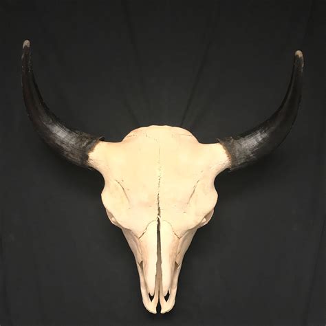Majestic Bull Bison Skull Real Bone Available For Purchase At Natur