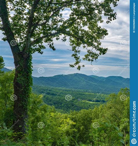 View Of A Tree Blue Ridge Mountains And Goose Creek Valley Stock