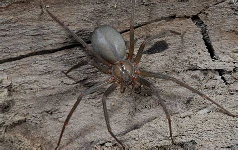 Brown Recluse Spiders In St Charles Identification Risks And