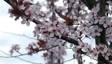 How To Care For A Flowering Plum Tree Garden Guides