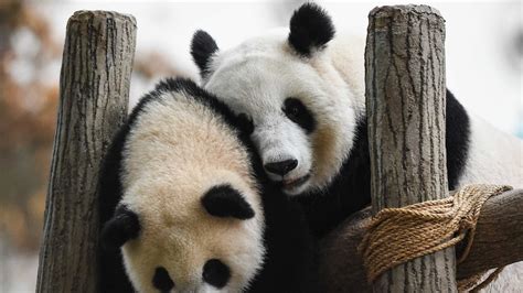 Giant Pandas No Longer Endangered In China Survey Finds Abc News