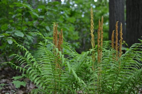 How To Grow Ferns From Spores Brooklyn Botanic Garden Propagating