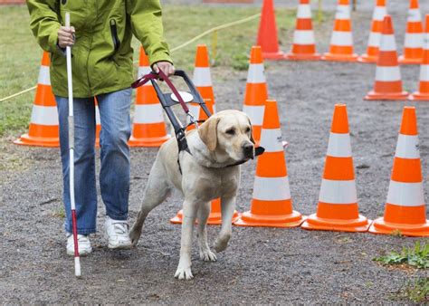 7 Types Of Dog Training Which Method Is Best