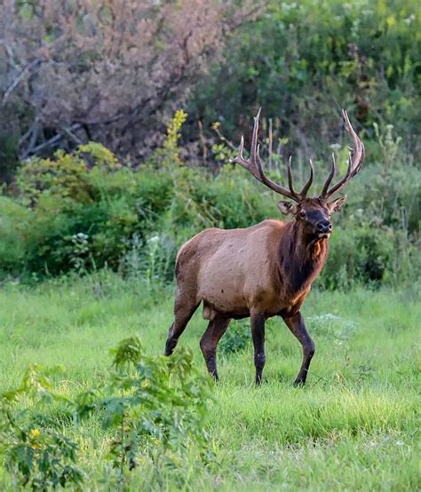 Elk Photo Taken At Land Between The Lakes In Western Kentucky By Brian