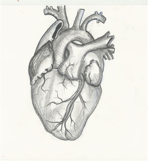 Human Heart Sketch Images At Explore Collection Of