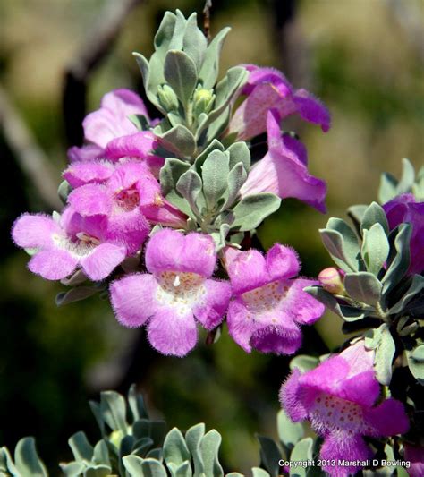 Texas Sage With Purple Flowers