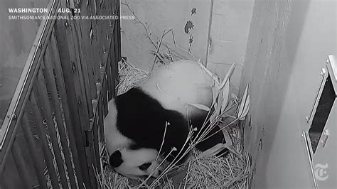 Mei Xiang A 22 Year Old Giant Panda Gave Birth To A Cub On Friday At