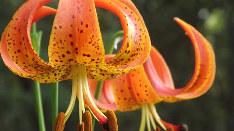 Yard Md Native Lilies Offer Rare Beauty