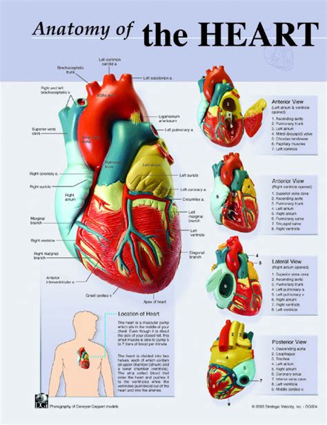 Chart On Heart