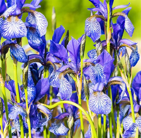 Flower Blue Iris Stock Image Image Of Natural Flora 55981943