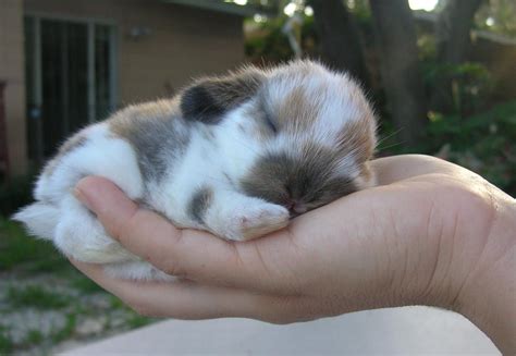 Pin On Cute Little Bunnies