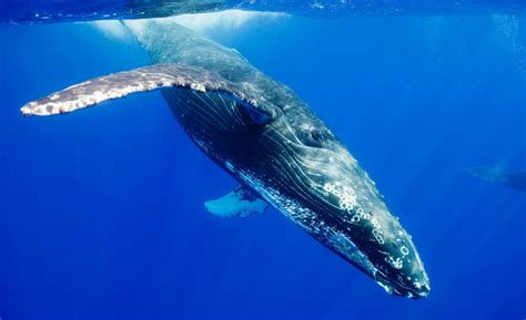 Blue whales have an average length of 25 meters (80 feet) and an average weight of 110 metric tons (120 short tonnes). Blue Whale | The Biggest Animals Kingdom