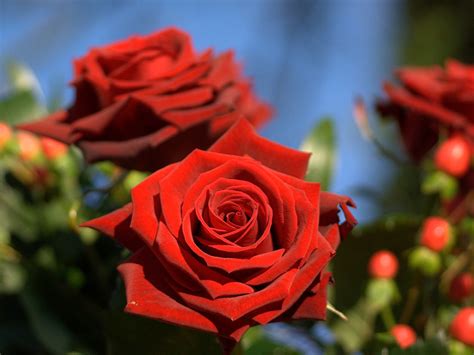 Amazing Red Roses Love Wallpapers And Backgrounds