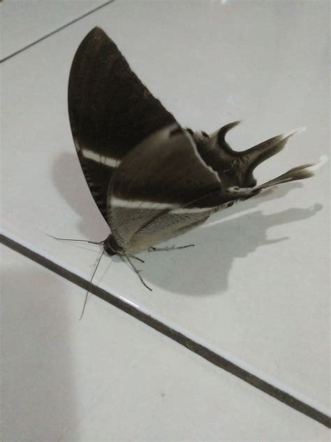 Kupu kupu masuk ke rumah - KISAH HATI