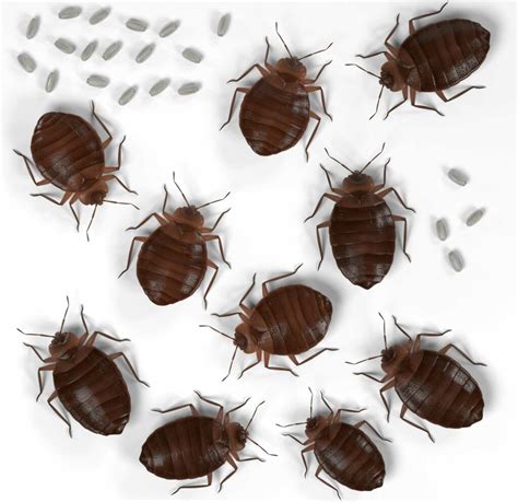 Understanding The Stages Of A Bed Bugs Life Cycle Bed Bug Cleveland