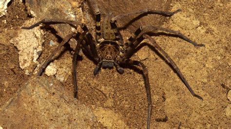 The Worlds Largest Spider Is The Size Of A Dinner Plate The Muslim Times