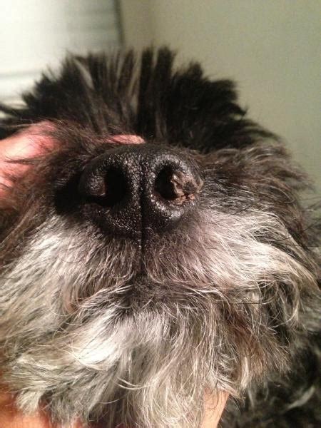 My Dog Got This Crusty Stuff On His Nose And Im Wondering What It Is