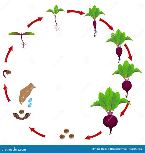 Beet Growth Stages Planting Of Red Beetroot Plant Beet Taproot Life