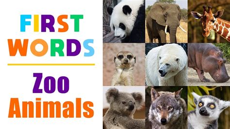 Learning Zoo Animals Names For Children First Words For Toddlers