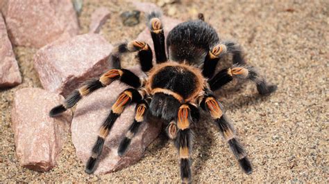 Unlike many dating sites, the pink cupid app has far fewer features than what are available on desktop. What Are Pink Toe Tarantulas? | Tarantula Spiders