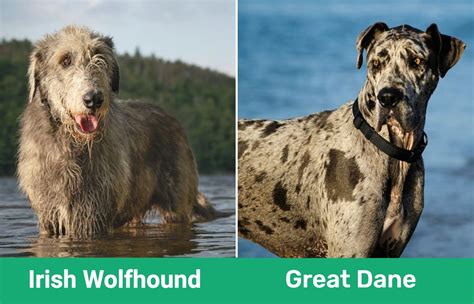 Irish Wolfhound Vs Great Dane Which Should I Choose Feeduw