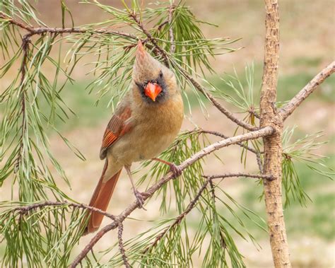 Northern Cardinal Feederwatch