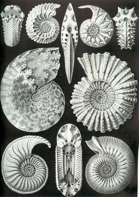 Filehaeckel Ammonitida