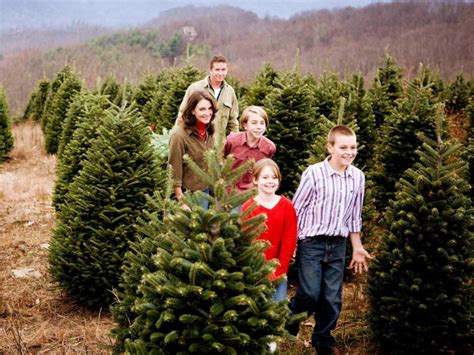 Choose And Cut Christmas Trees In Ncs High Country