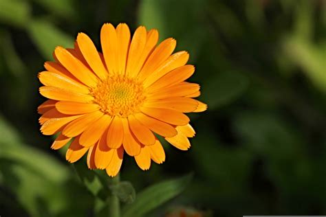 Calendula Flower Meaning Symbolic And Natural Beauty Unveiled