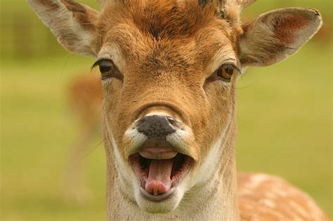 Deer New Funniest Photographs Funny And Cute Animals