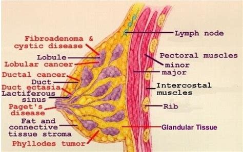 Female Breast Anatomy Download Scientific Diagram