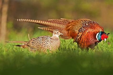Best Male Female Pheasant Stock Photos Pictures And Royalty Free Images