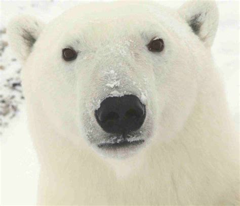 Polar Bear Close Up Polar Bear Polar Bear Face Bear