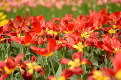 Fondos De Pantalla Japón Rojo Nikon Jp Nikkor Flor Tulipán