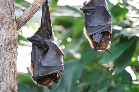 Ranura Mancha Comercio Bat Wallpaper Hd Solapa Arco Iris Nueva Zelanda