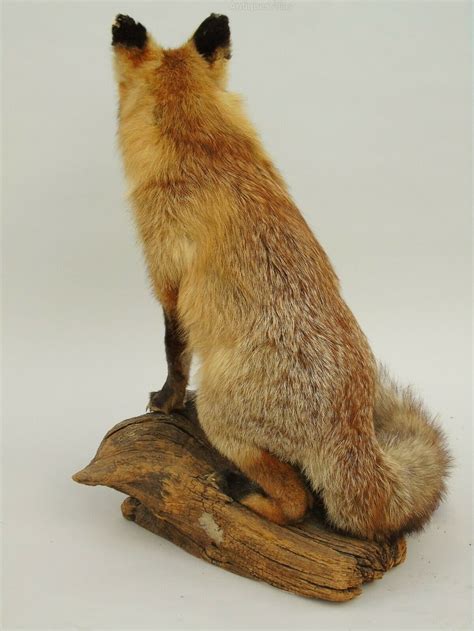 Antiques Atlas Taxidermy Red Fox Full Mount Sitting As623a1727
