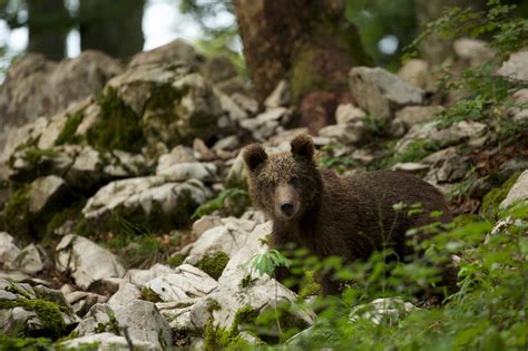 Elképesztő medve- és farkasgyilkolás kezdődik Szlovéniában - 444