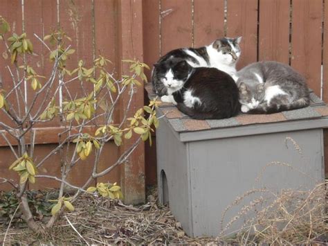How We Made Heated Outdoor Cat Shelters Cats In My Yard