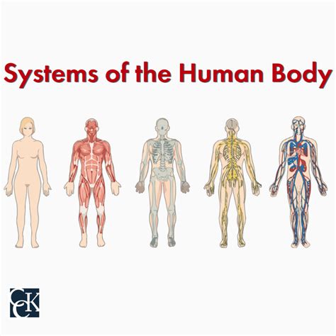 Human Body S Organ Systems And Their Function Cck Law