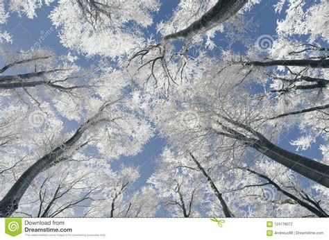 Enchanted Winter Forest With Frost On Blue Sky Stock Photo Image Of